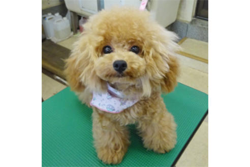 販売中のタイニープードルの親犬